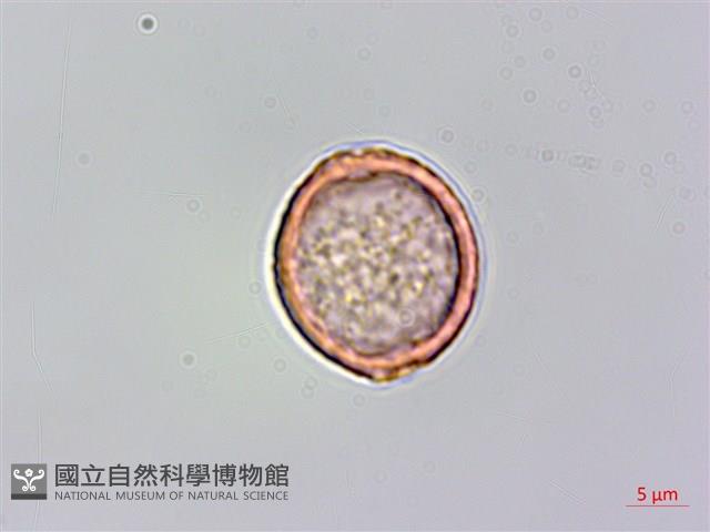 山黃麻藏品圖，第5張