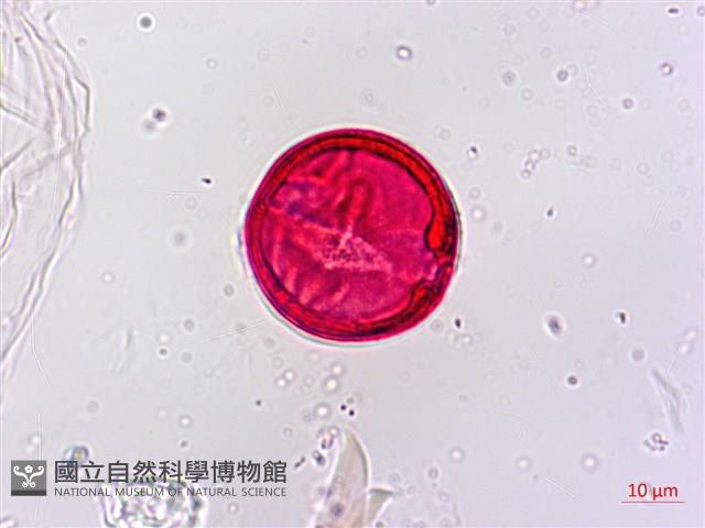 野桐藏品圖，第5張