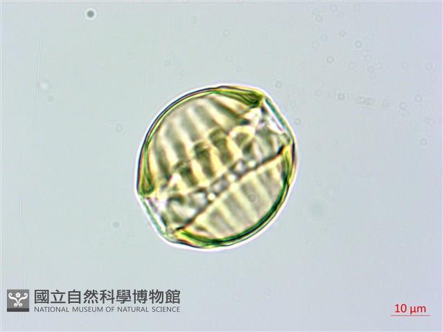 長毛遠志藏品圖，第5張