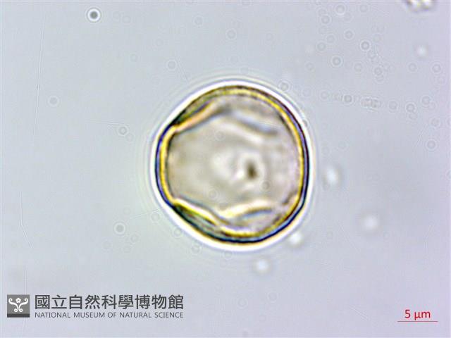 青剛櫟、鐵椆藏品圖，第6張