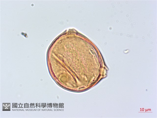 太魯閣胡頹子藏品圖，第6張