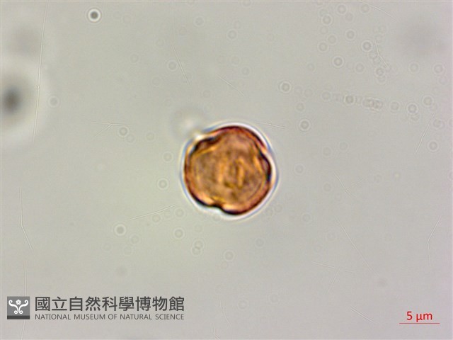 小刺山柑藏品圖，第5張