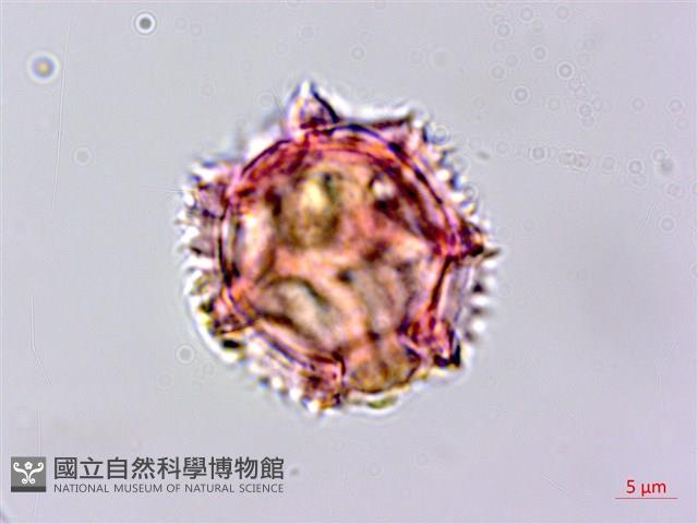 黃鵪菜藏品圖，第5張