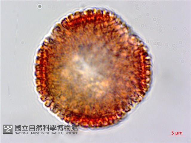 白樹仔藏品圖，第5張