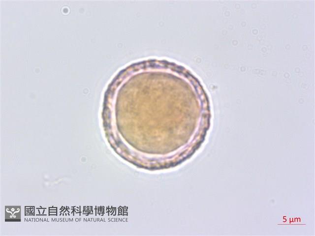 平柄菝契藏品圖，第5張