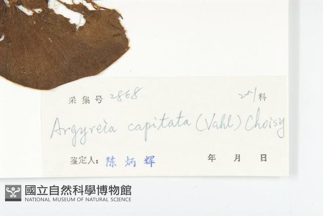 頭花銀背藤藏品圖，第5張