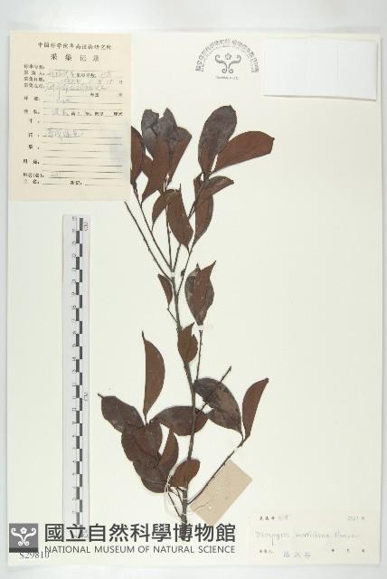 山紅柿藏品圖，第4張