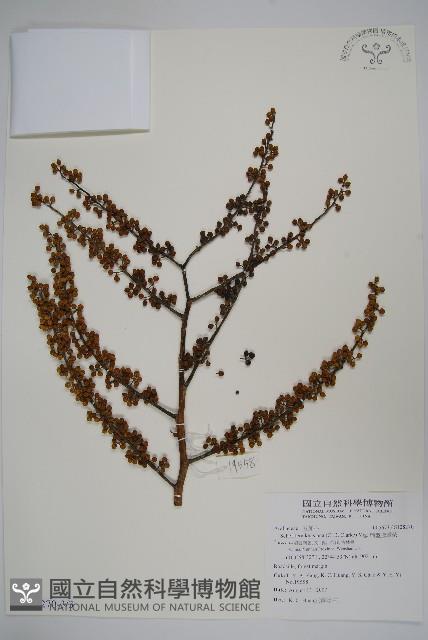 扁盤鵝掌柴藏品圖，第5張