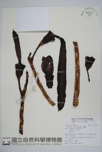 木蝴蝶藏品圖，第8張