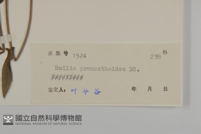 小葉一點紅藏品圖，第5張