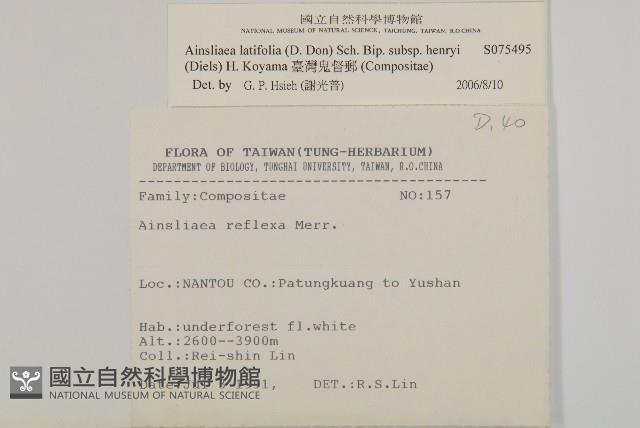 蘭嶼秋海棠藏品圖，第4張