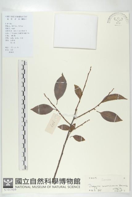 山紅柿藏品圖，第4張