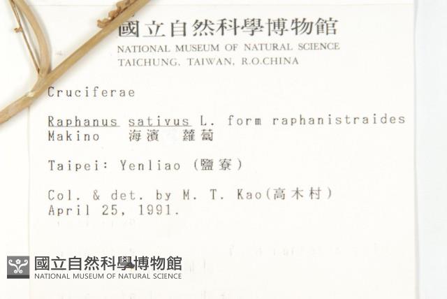 絨楚丘生衛矛藏品圖，第5張