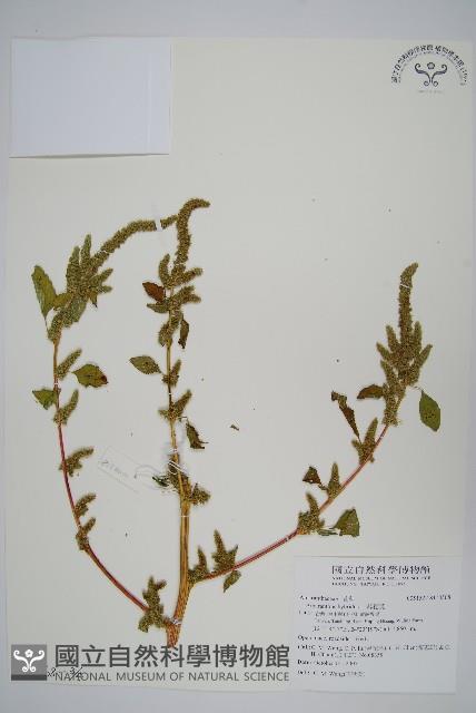 綠穗莧藏品圖，第5張