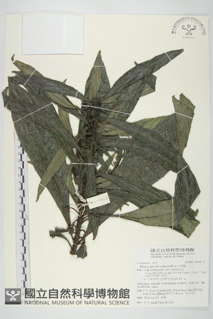 走馬胎藏品圖，第5張