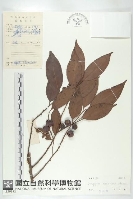 山紅柿藏品圖，第4張