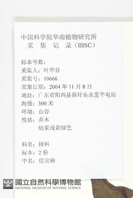 信宜柿藏品圖，第5張