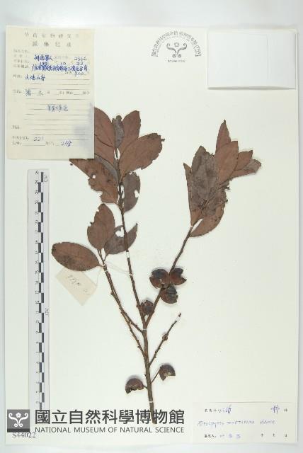 山紅柿藏品圖，第4張