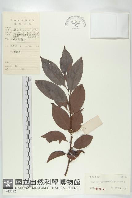 山紅柿藏品圖，第4張