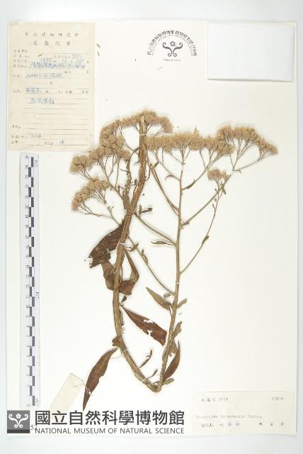 瓜槌草、漆姑草藏品圖，第4張