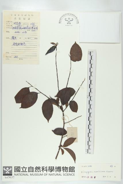 山紅柿藏品圖，第4張