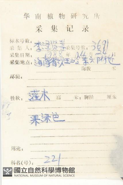 毛柿藏品圖，第5張