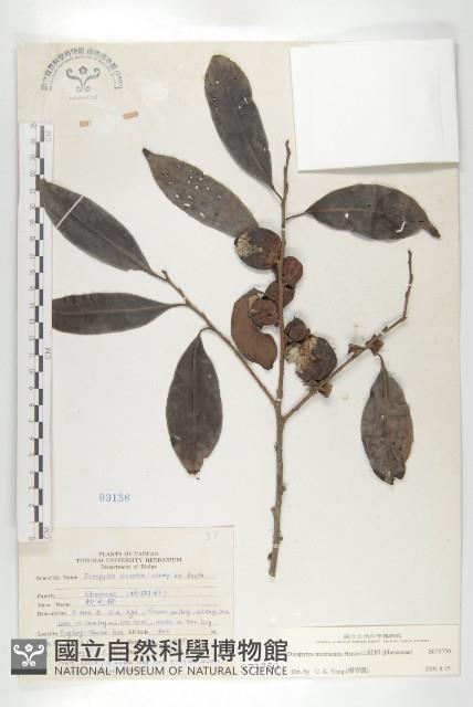 山紅柿藏品圖，第4張