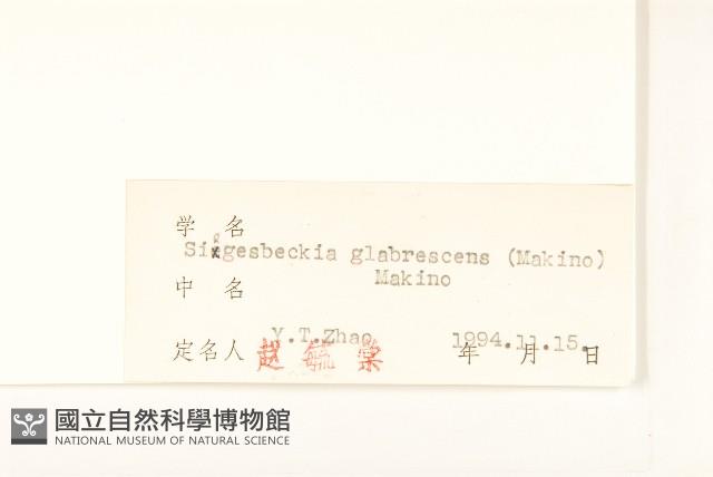 毛梗豨薟藏品圖，第5張