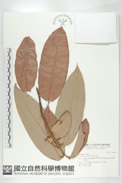 毛柿藏品圖，第4張