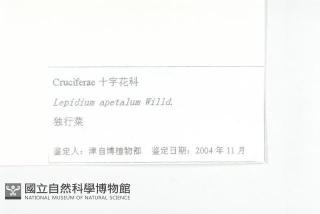 紫葳, 凌霄花藏品圖，第5張