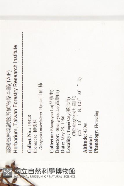 山紅柿藏品圖，第4張