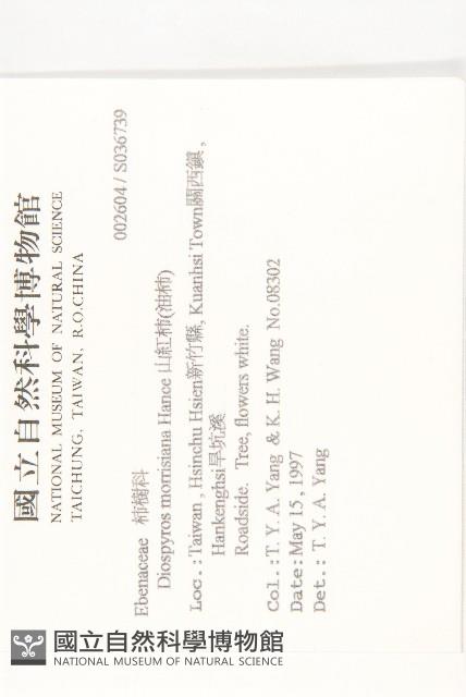 山紅柿藏品圖，第4張