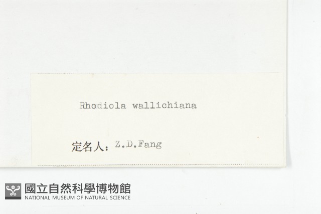 牛繁縷藏品圖，第5張