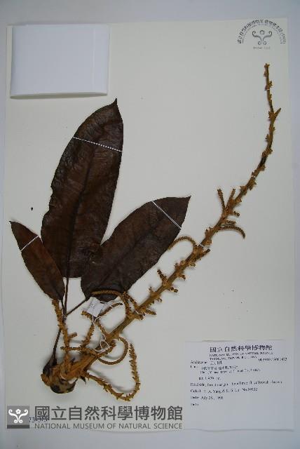 登錄號:S081473藏品圖，第5張