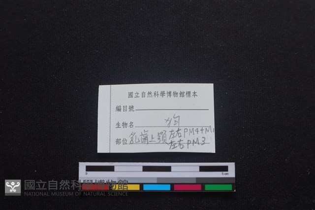 家犬藏品圖，第5張
