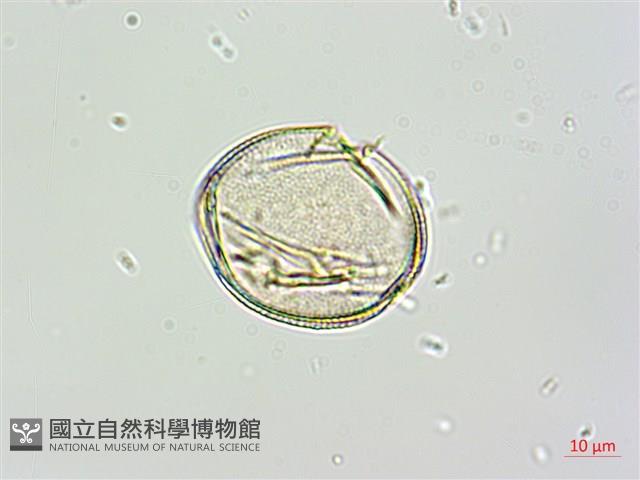 黑果馬交兒藏品圖，第6張