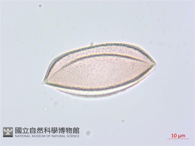 綿棗兒、地棗子藏品圖，第5張
