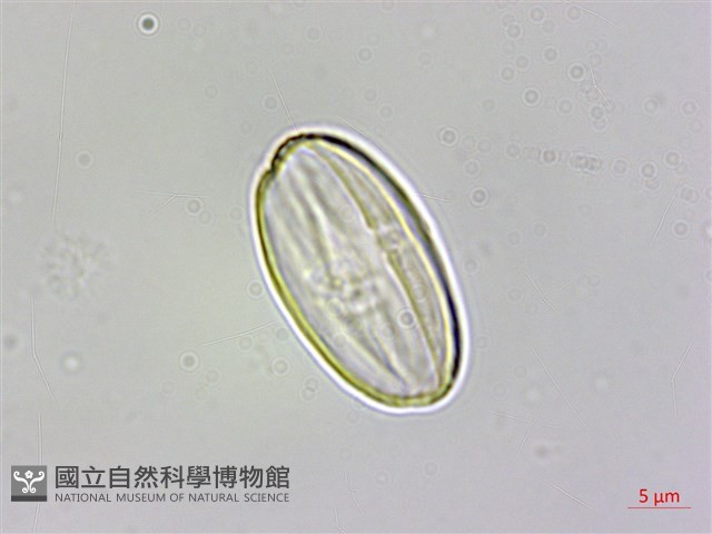 圓果秋海棠藏品圖，第6張