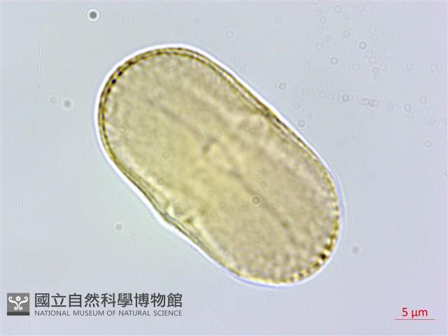 玉山當歸藏品圖，第5張