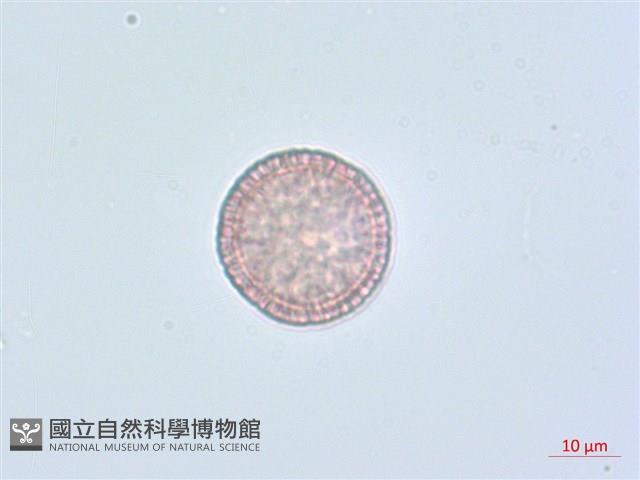 南嶺蕘花藏品圖，第6張