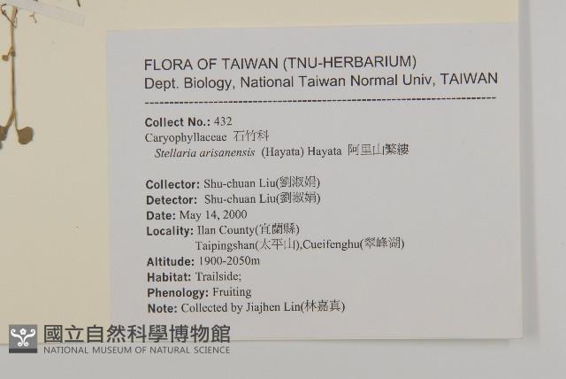 阿里山繁縷藏品圖，第2張