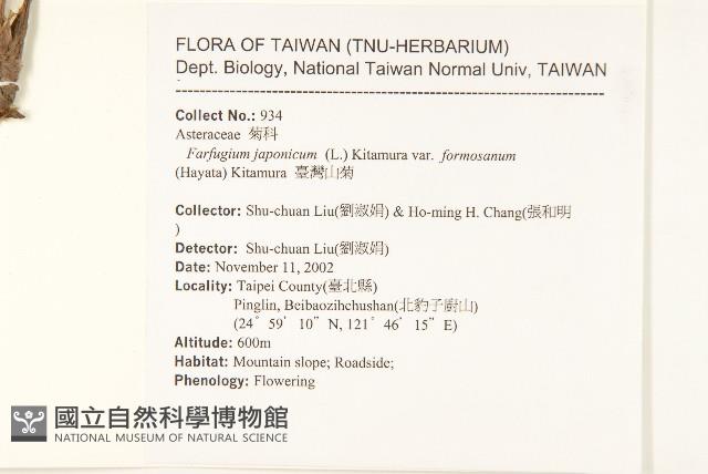 臺灣山菊藏品圖，第2張