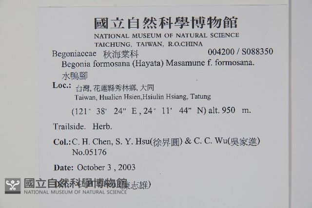 水鴨腳藏品圖，第2張