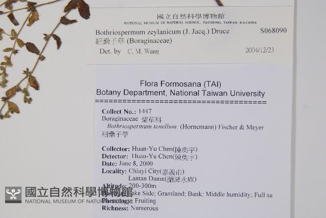 細纍子草藏品圖，第2張