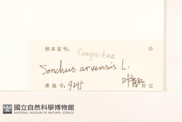 苦苣菜藏品圖，第3張