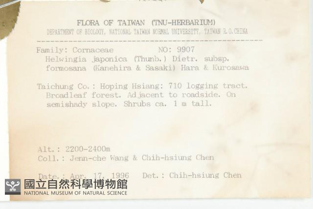 臺灣青莢葉藏品圖，第2張