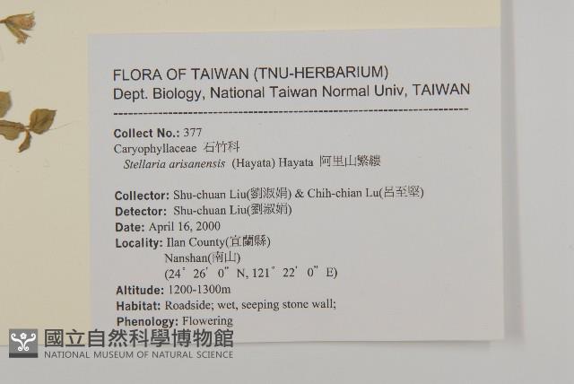 阿里山繁縷藏品圖，第2張