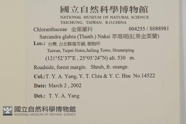 草珊瑚、紅果金粟蘭藏品圖，第2張