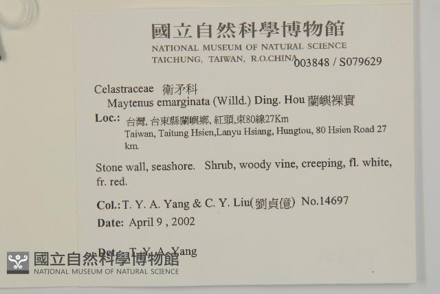 蘭嶼裸實藏品圖，第2張