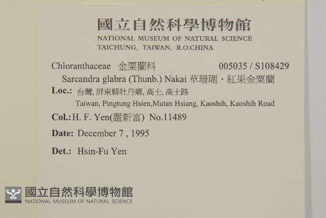 草珊瑚、紅果金粟蘭藏品圖，第2張